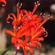 ヒメ日記 2025/11/20 21:00 投稿 あさみ マダム西船橋