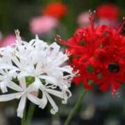 ヒメ日記 2025/11/28 21:30 投稿 あさみ マダム西船橋