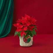 ヒメ日記 2025/12/05 21:20 投稿 あさみ マダム西船橋