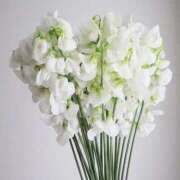 ヒメ日記 2026/01/07 20:40 投稿 あさみ マダム西船橋