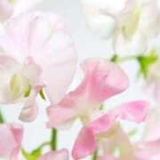 ヒメ日記 2026/01/22 20:50 投稿 あさみ マダム西船橋