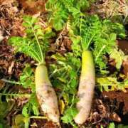 ヒメ日記 2026/01/24 15:10 投稿 あさみ マダム西船橋