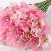 ヒメ日記 2026/01/30 21:00 投稿 あさみ マダム西船橋