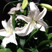 ヒメ日記 2025/12/02 20:49 投稿 めぐみ 人妻の品格(福岡)