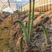 ヒメ日記 2026/04/24 13:09 投稿 ひとみ 熟女の風俗最終章 相模原店