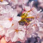 ヒメ日記 2025/03/25 11:21 投稿 まほ 熟女の風俗最終章 相模原店