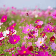 ヒメ日記 2025/03/17 23:12 投稿 のぞみ モアグループ 土浦人妻花壇