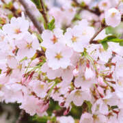 ヒメ日記 2025/06/02 23:51 投稿 のぞみ モアグループ 土浦人妻花壇