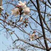 ヒメ日記 2025/03/26 14:23 投稿 進藤 シャトーペトラ