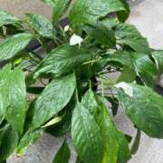 ヒメ日記 2025/04/24 14:14 投稿 進藤 シャトーペトラ