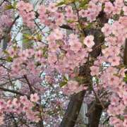 進藤 　桜だよね🌸 シャトーペトラ