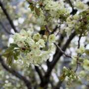 進藤 咲いたね🌸 シャトーペトラ