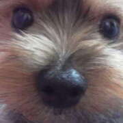 ヒメ日記 2025/11/18 09:20 投稿 彩 シャトーペトラ