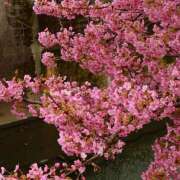 ヒメ日記 2025/03/11 06:48 投稿 藤咲 シャトーペトラ