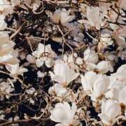 ヒメ日記 2025/03/14 23:06 投稿 藤咲 シャトーペトラ