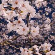 ヒメ日記 2026/03/31 00:10 投稿 藤咲 シャトーペトラ