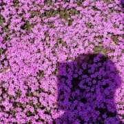 ヒメ日記 2026/04/06 10:05 投稿 藤咲 シャトーペトラ