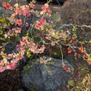 ヒメ日記 2026/03/11 07:59 投稿 ふじの シャトーペトラ