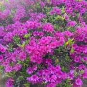 ヒメ日記 2026/04/12 18:26 投稿 ふじの シャトーペトラ