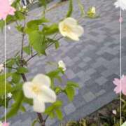 ヒメ日記 2025/05/01 14:29 投稿 えりこ 完熟とまと(十三)