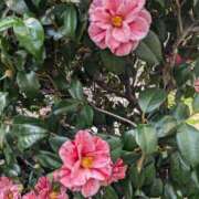 ヒメ日記 2025/05/03 11:51 投稿 えりこ 完熟とまと(十三)