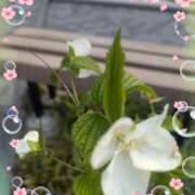 ヒメ日記 2025/05/10 15:33 投稿 えりこ 完熟とまと(十三)