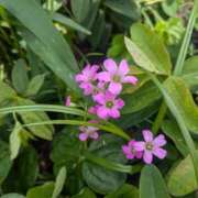 ヒメ日記 2025/05/23 10:44 投稿 えりこ 完熟とまと(十三)