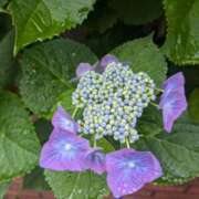 えりこ ありがとう☺ 完熟とまと(十三)