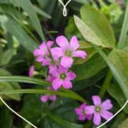 えりこ 今日も暖かい🍀 完熟とまと(十三)