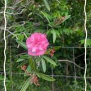 ヒメ日記 2026/03/06 11:05 投稿 えりこ 完熟とまと(十三)