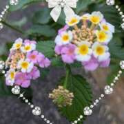 ヒメ日記 2026/07/30 13:04 投稿 えりこ 完熟とまと(十三)