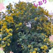 ヒメ日記 2025/03/11 11:44 投稿 しおり フィエスタ