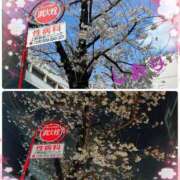 ヒメ日記 2025/03/29 05:34 投稿 しおり フィエスタ