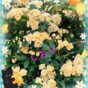 ヒメ日記 2025/05/05 06:24 投稿 しおり フィエスタ