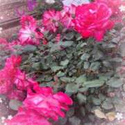 ヒメ日記 2025/05/12 06:14 投稿 しおり フィエスタ