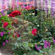 ヒメ日記 2025/05/18 08:04 投稿 しおり フィエスタ