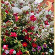 ヒメ日記 2026/02/10 04:54 投稿 しおり フィエスタ