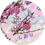 しおり 河津桜 フィエスタ