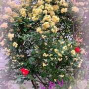 しおり モッコウバラ フィエスタ