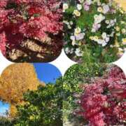 ヒメ日記 2024/12/14 16:59 投稿 あい sweet kiss