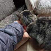 ヒメ日記 2024/12/16 03:15 投稿 あい sweet kiss