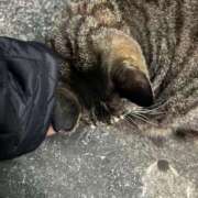 ヒメ日記 2024/12/25 02:29 投稿 あい sweet kiss