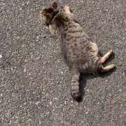 ヒメ日記 2025/01/09 03:19 投稿 あい sweet kiss