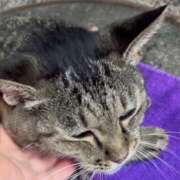 ヒメ日記 2025/01/12 02:59 投稿 あい sweet kiss