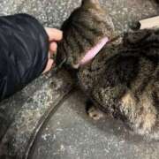 ヒメ日記 2025/01/22 03:39 投稿 あい sweet kiss