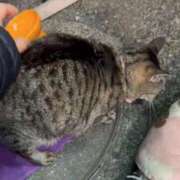 ヒメ日記 2025/01/28 23:09 投稿 あい sweet kiss