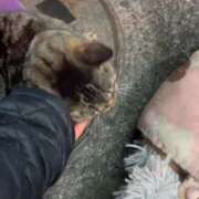 ヒメ日記 2025/01/31 03:59 投稿 あい sweet kiss