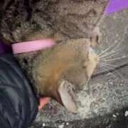 ヒメ日記 2025/02/03 02:49 投稿 あい sweet kiss