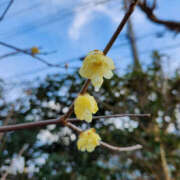 ヒメ日記 2025/02/05 13:40 投稿 あい sweet kiss