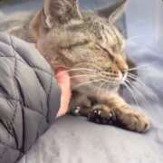 ヒメ日記 2025/02/06 22:29 投稿 あい sweet kiss